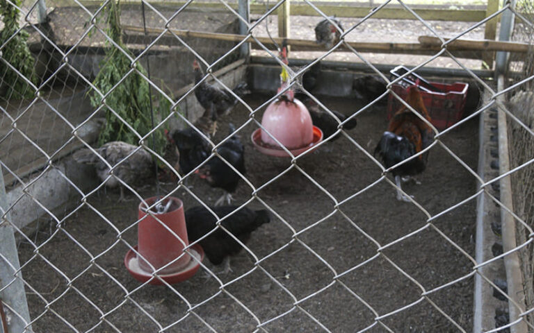 Capacitan a productores sobre alternativas nutricionales de bajo costo