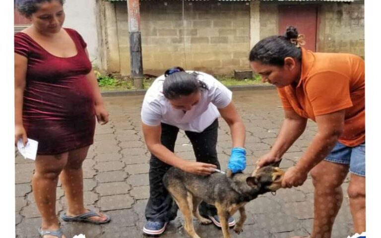 Lanzarán Campaña Nacional de Vacunación Canina en Chontales
