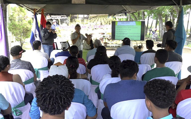 Presentan técnicas para la producción de plátanos y bananos
