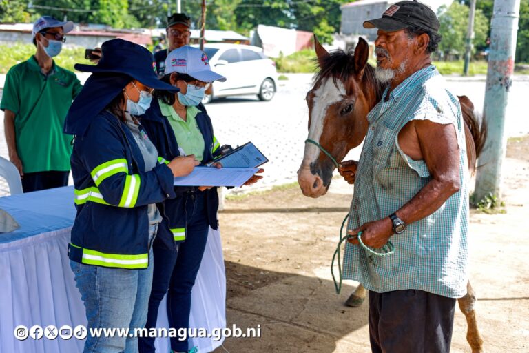 Brindan atención a 60 equinos que son utilizados para trasladar desechos