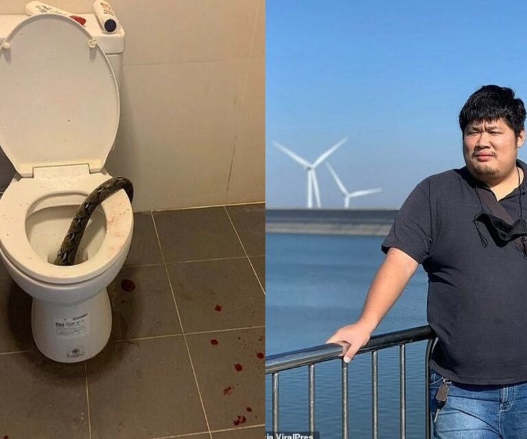 Sufre mordida en los testículos por pitón que salió del inodoro