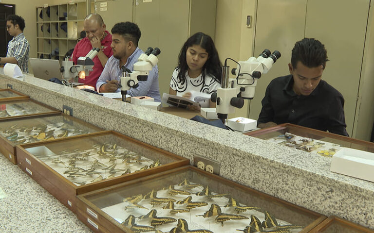 UNA presenta aportes en la investigación de insectos