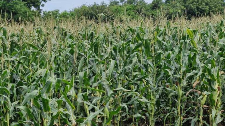 INTA promueve nuevas tecnologías para producir maíz