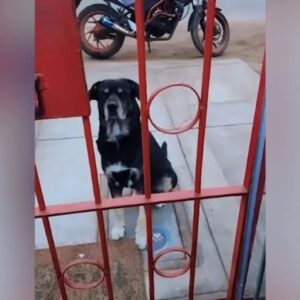 Perrito