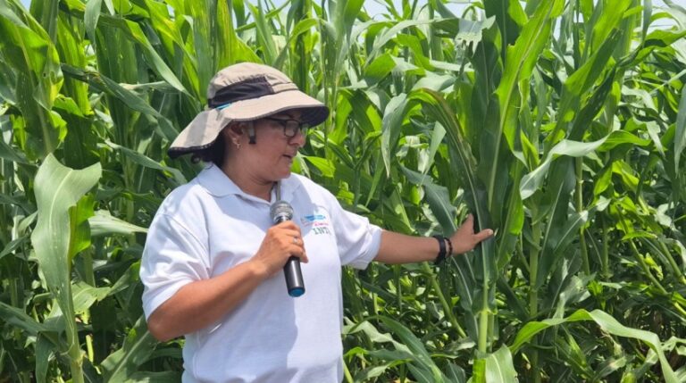 Presentan métodos de arreglo de siembra en el cultivo de maíz