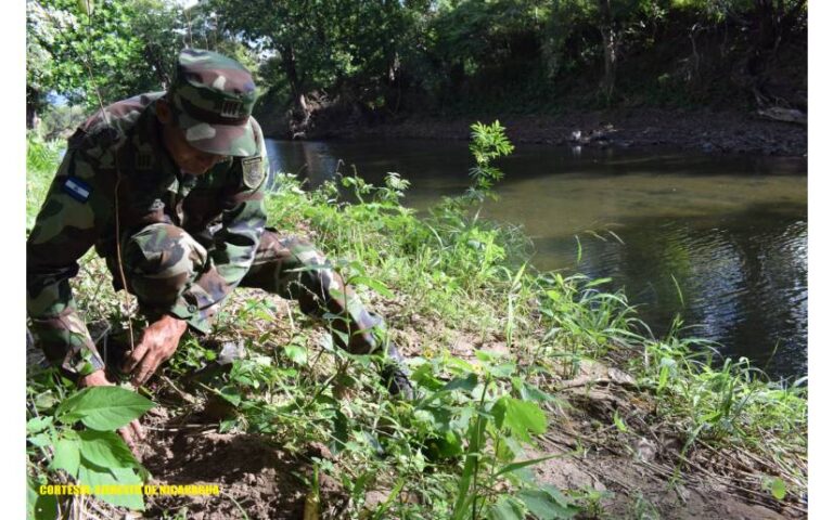 Ejército de Nicaragua participa en jornada de reforestación ambiental