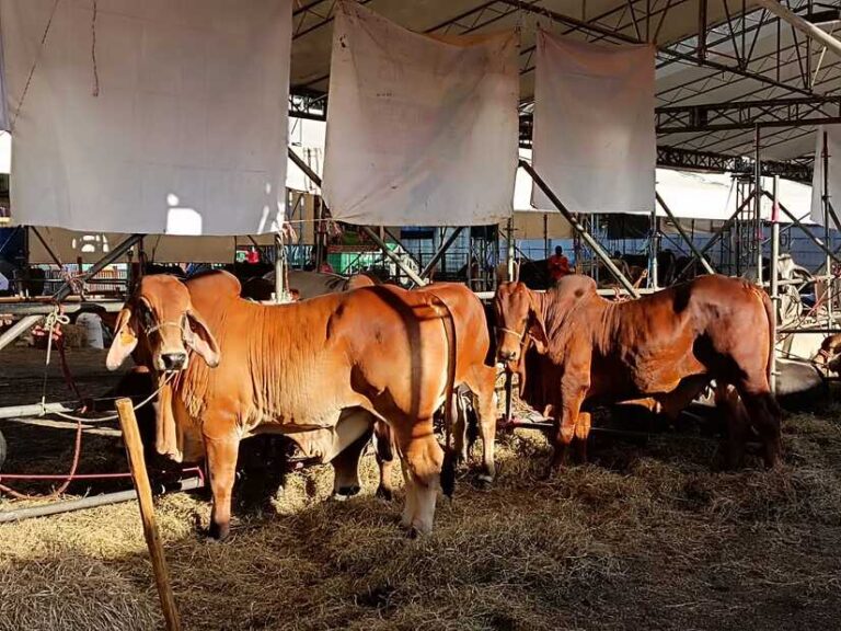 Concluye con éxito la Feria Ganadera Navideña Managua 2023