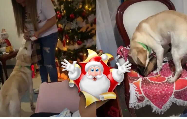 Perrito se vuelve viral al recibe regalo de navidad