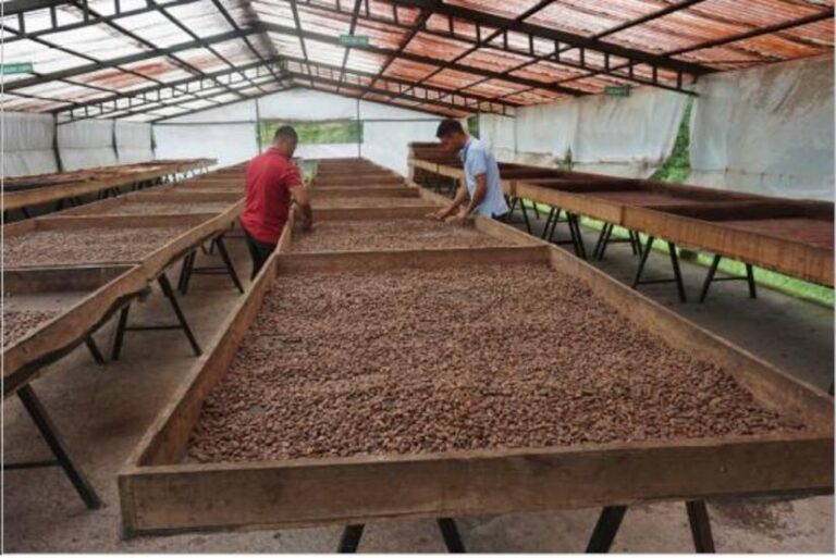 Anuncian Certamen Nacional del Cacao de Excelencia
