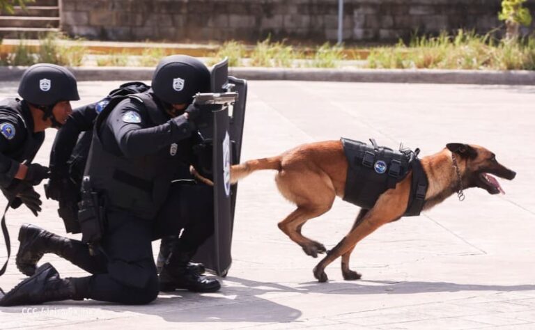 Oficiales de la Policía se gradúan como guías caninos