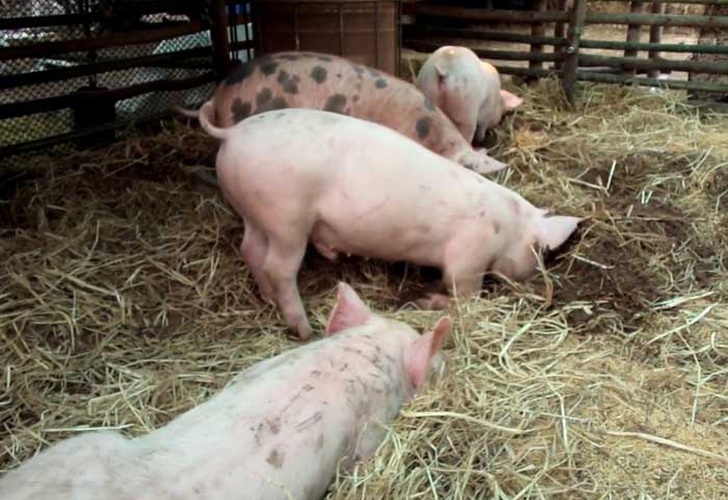 Juigalpa es sede de la Expo Feria “Transformación Porcina de Calidad”