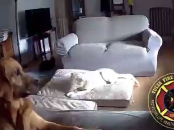 Perro casi deja en la calle a su amo