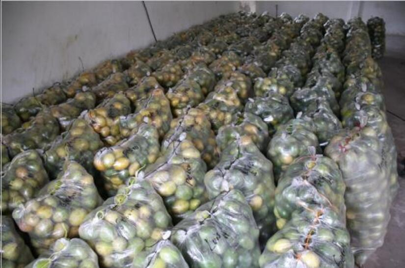 Esta Cooperativa se organizó en el año 2012, integrando a 28 Productores, los cuales cultivan 120 manzanas en producción de calala.