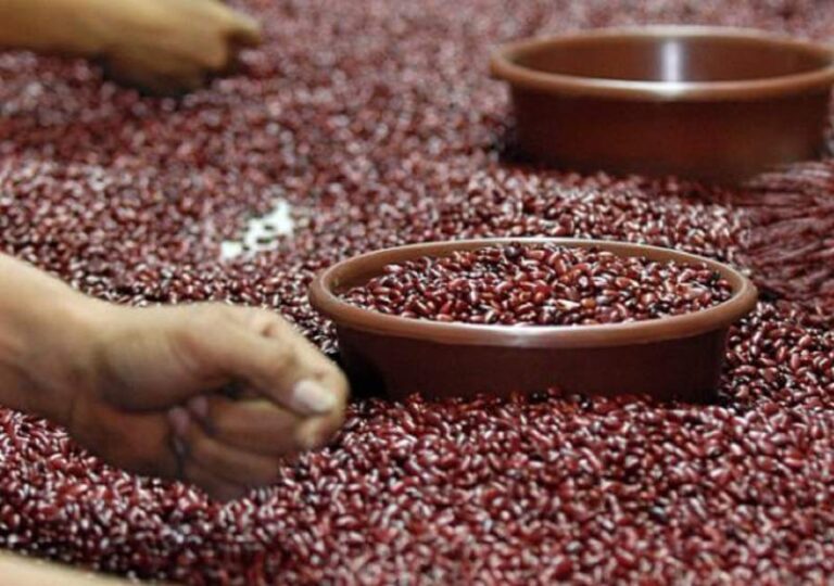 Mercado nacional con suficiente abastecimiento de frijol