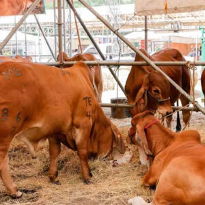 Ferias Ganaderas