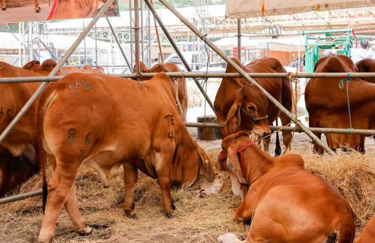 Feria Ganadera 2024 a inaugurarse la tarde de este 6 de agosto