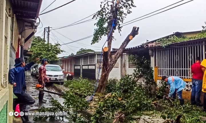 ALMA despeja vías donde han caído árboles o cables