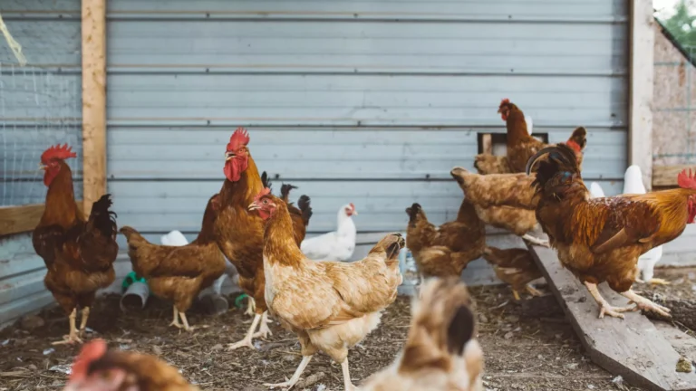Brasil suspende exportaciones de carne y productos avícolas