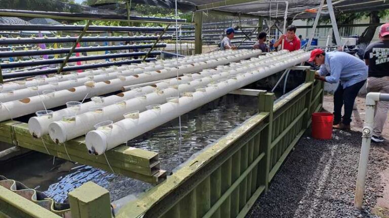 Managua cuenta con Centro Experimental para cosecha de peces