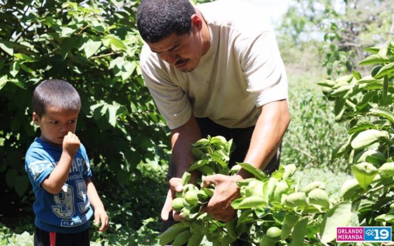INTA promueve resultados sobresalientes de temporada de cosecha