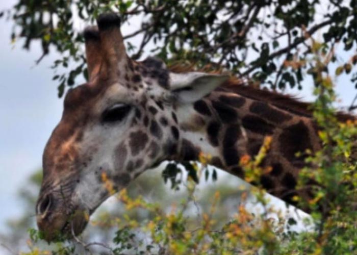 Jirafa mata a una bebé en una reserva natural de Sudáfrica