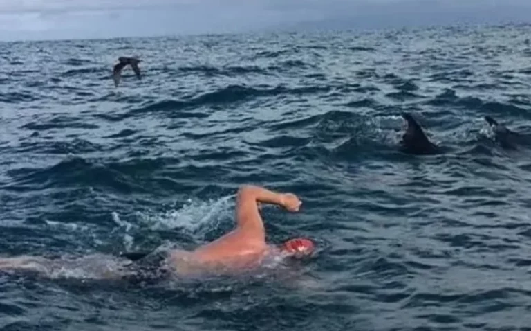 Delfines rescatan a hombre de un tiburón que lo acechaba