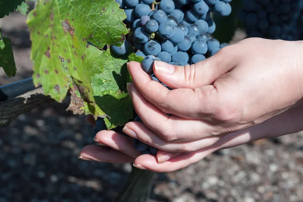 Restaurante busca trabajador con manos bonitas