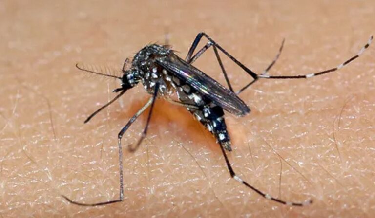 Brasil realiza cruzada contra Dengue