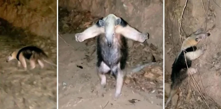  Oso hormiguero se rinde con las patas en alto ante bomberos