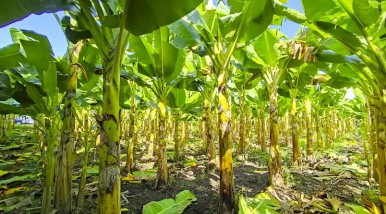 Presentan tres nuevas variedades de plátanos
