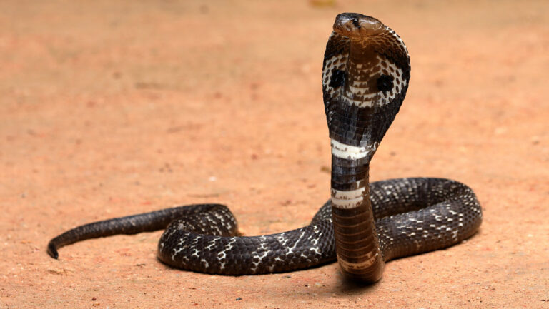 Niño es atacado por una cobra y éste la muerde y la mata