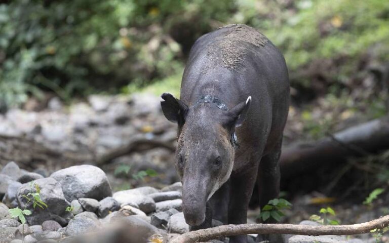 Marena regulará crianza, reproducción y liberación de la especie Danto o Tapir