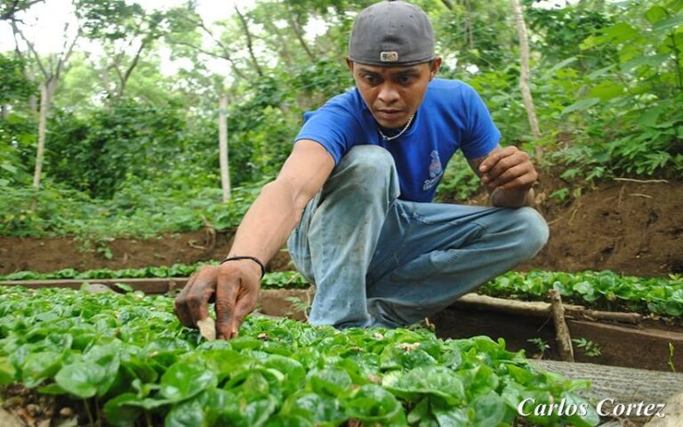 Inta ha incrementando los rendimientos productivos para la seguridad alimentaria de las familias