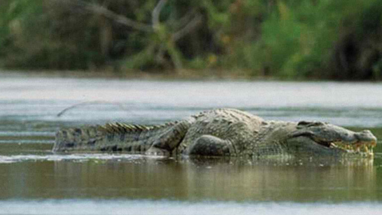 Desaparece cocodrilo que ha matado a unas 300 personas