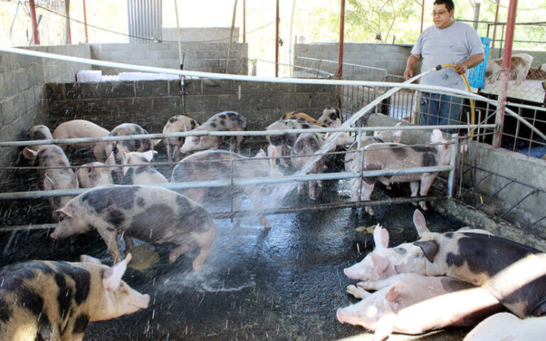 Excelente producción de carne porcina, estabiliza precios