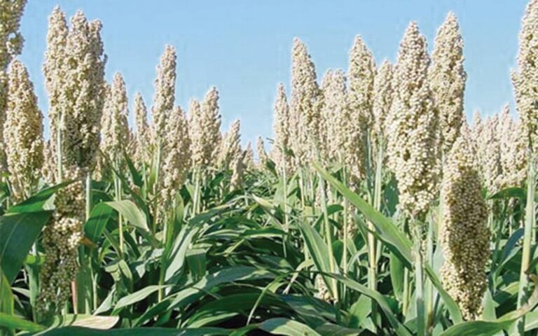 INTA presenta a productores nueva variedad de cultivo “Sorgo Blanco”