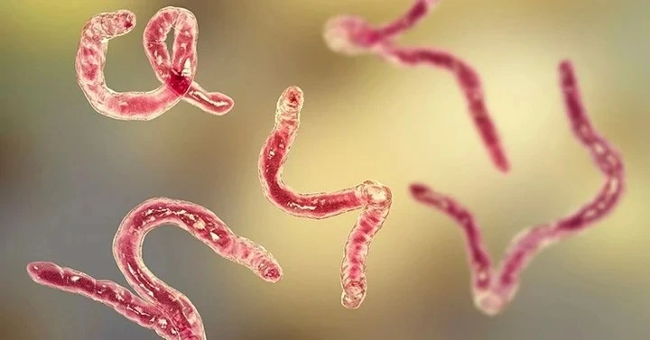 Le dolían los genitales y le descubren gusanos en el escroto