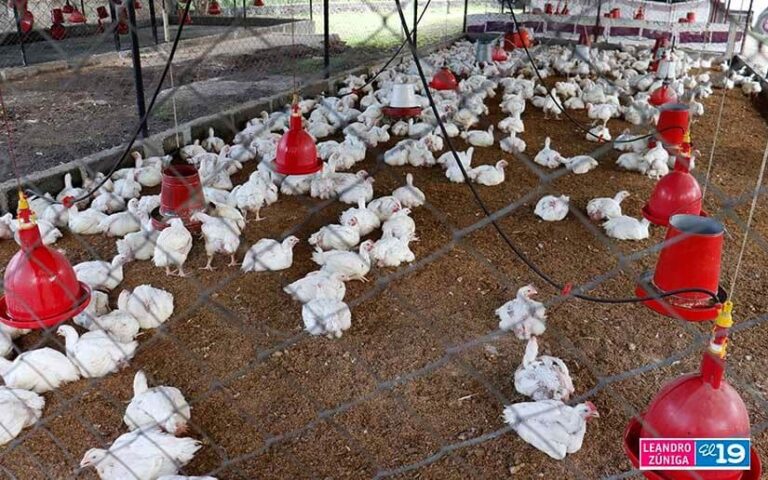 MEFCCA brinda acompañamiento a emprendedor de granja avícola