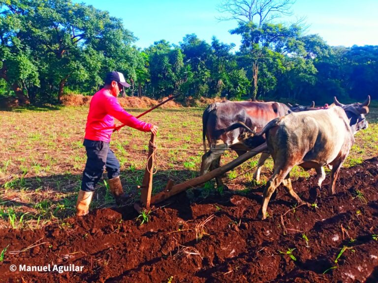 Pequeños productores inician siembra de postrera en Carazo 2022
