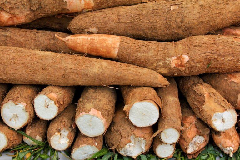 Nicaragua cuenta con nueva variedad de yuca y papa
