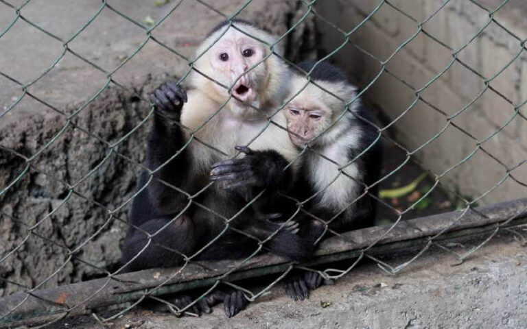 Realizan mejoras en infraestructura del Zoológico Nacional